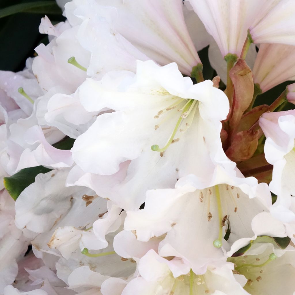 Rhododendron Inkarho Weiße Dufthecke