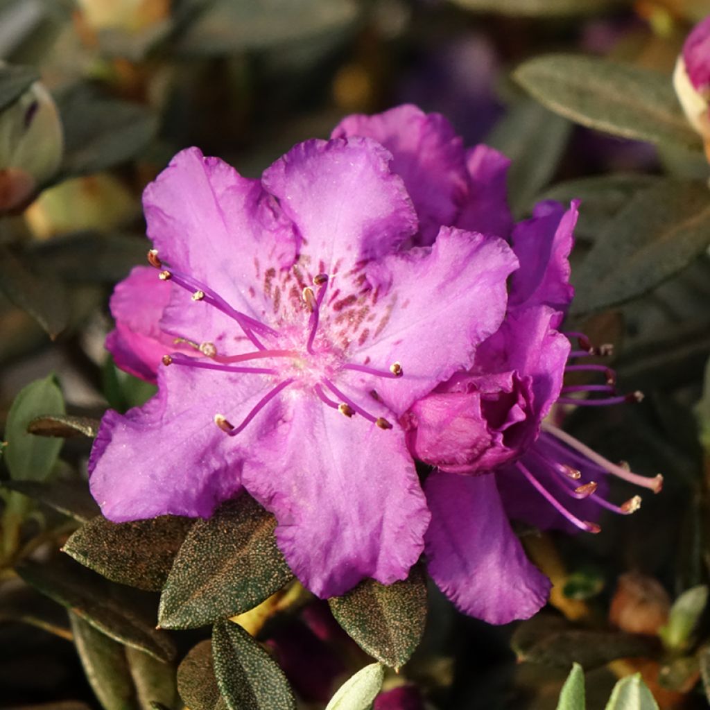 Rhododendron Lilly Bell Magic - Rhododendron nain