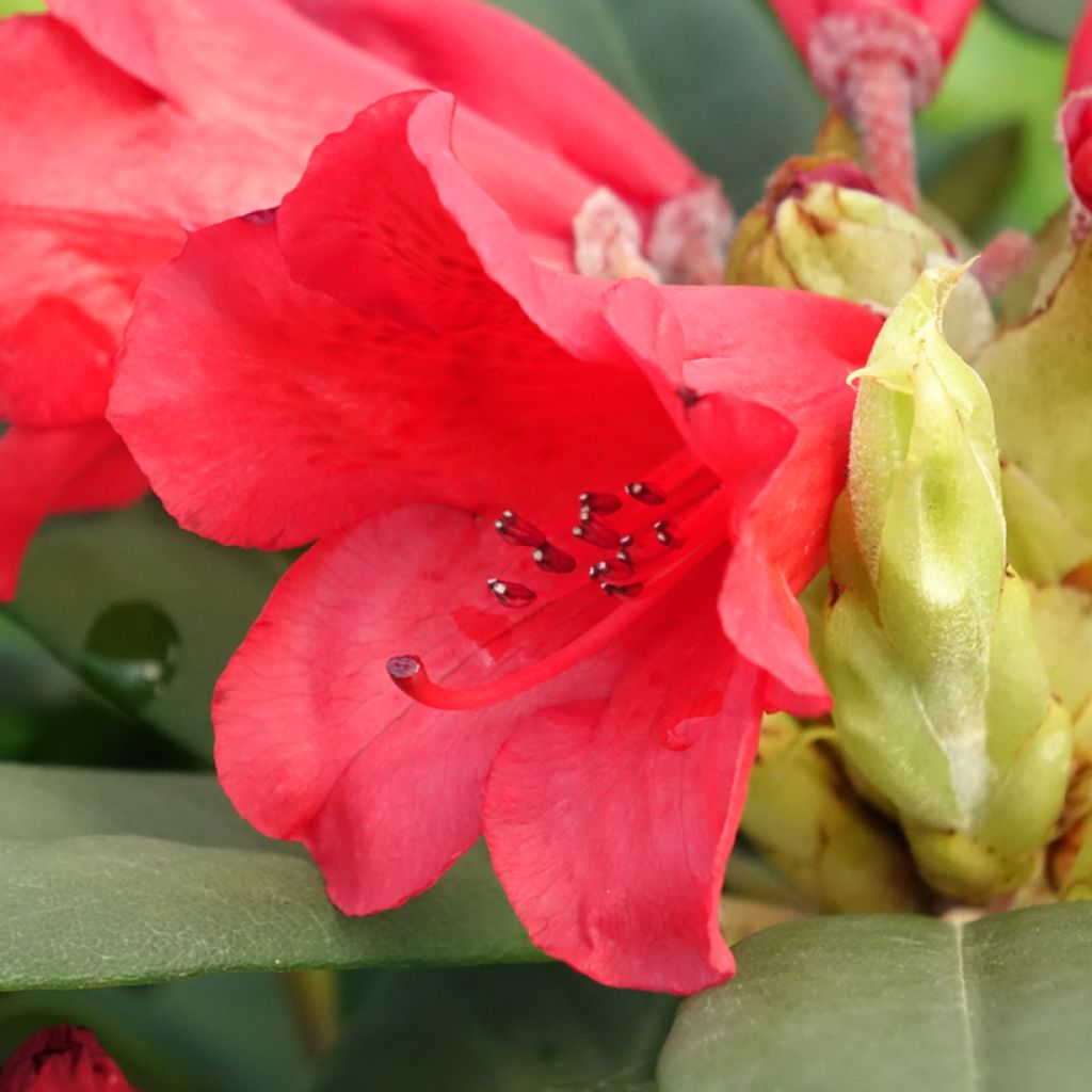 Rhododendron Melville - Grand Rhododendron