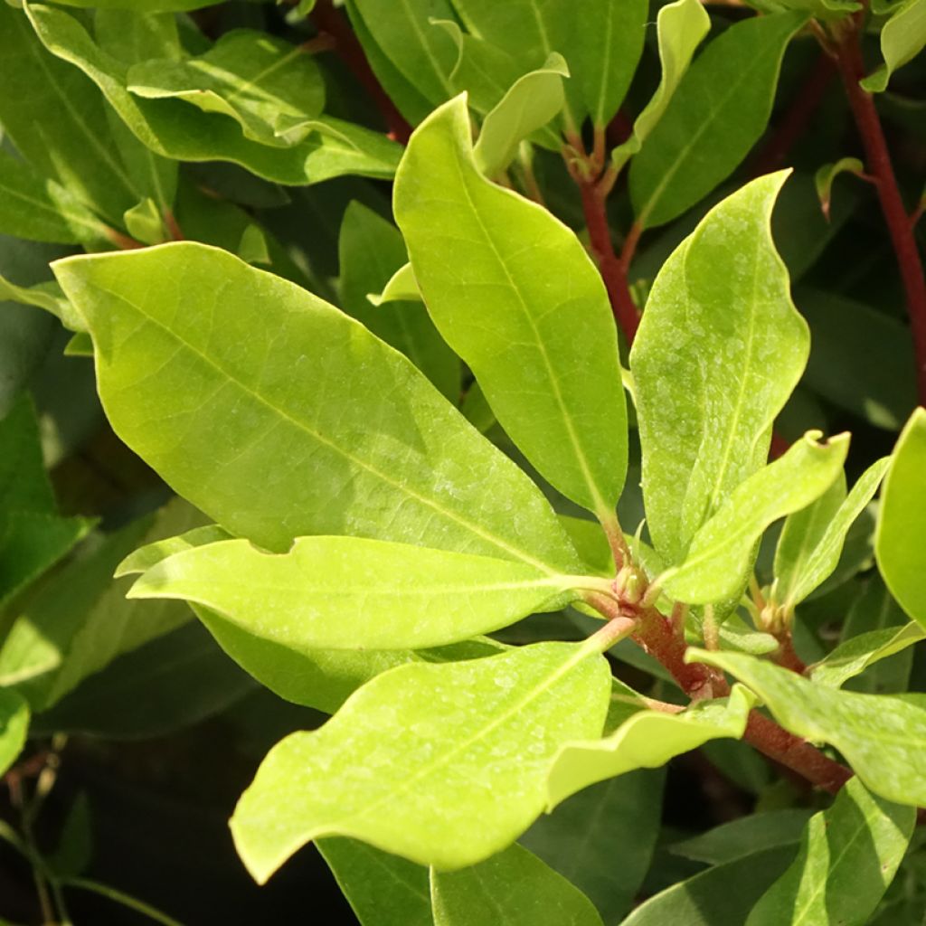 Rhododendron ponticum Roseum