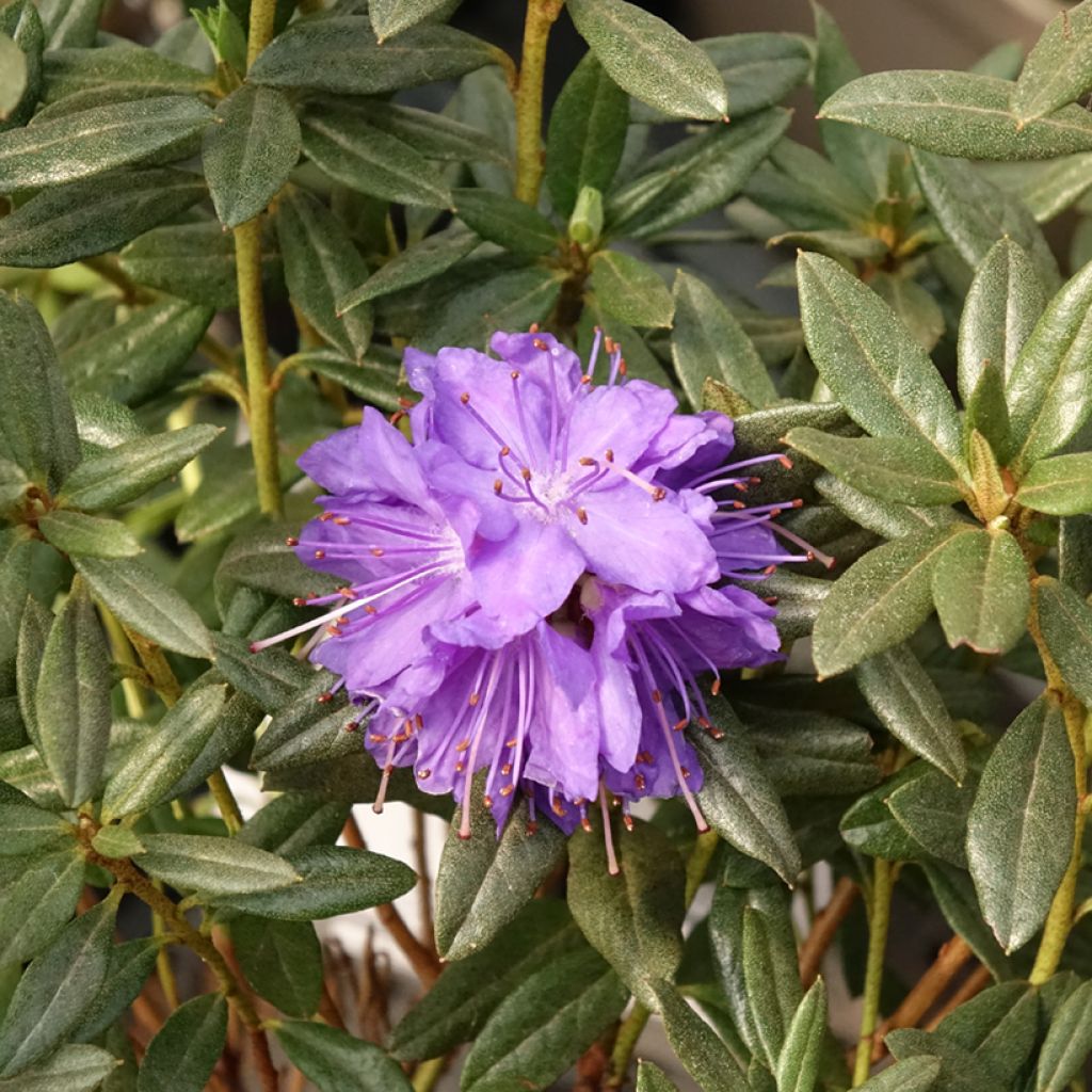 Rhododendron russatum Lauretta - Rhododendron nain