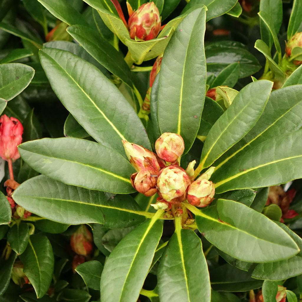Rhododendron Sainte-Marine