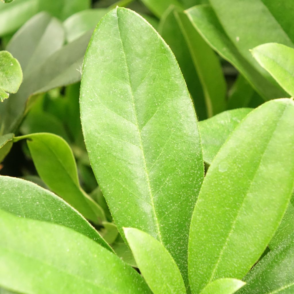 Rhododendron Scyphocalyx