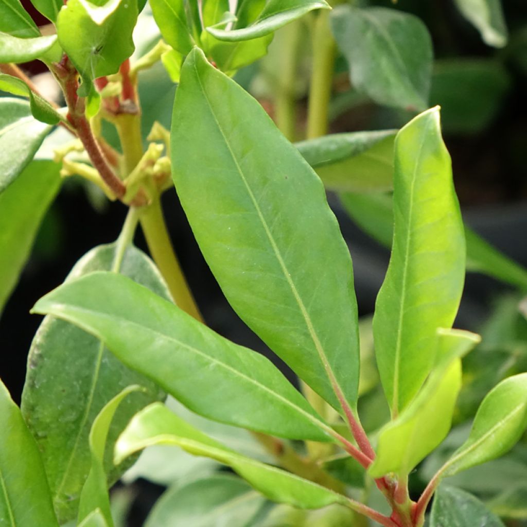 Rhododendron vireya Hendrick's ker