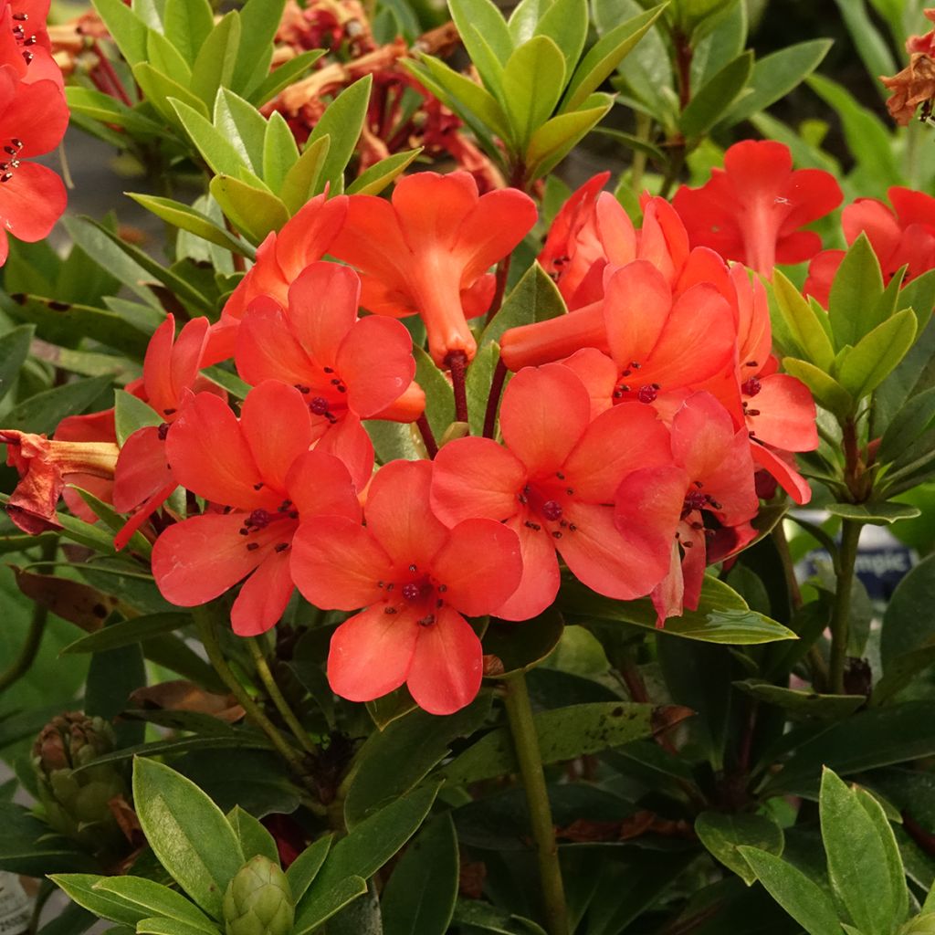 Rhododendron vireya Hendrick's ker