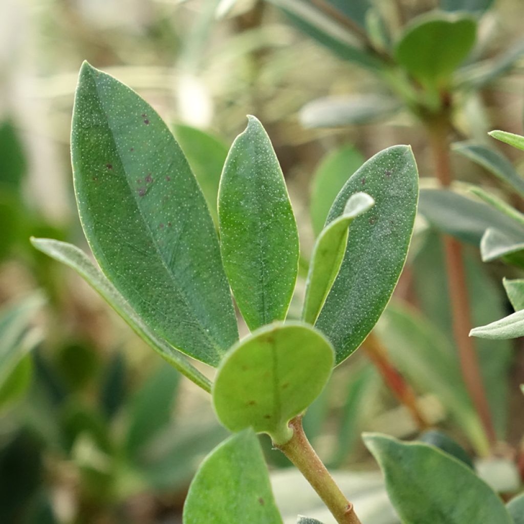 Rhododendron vireya Saxon blush