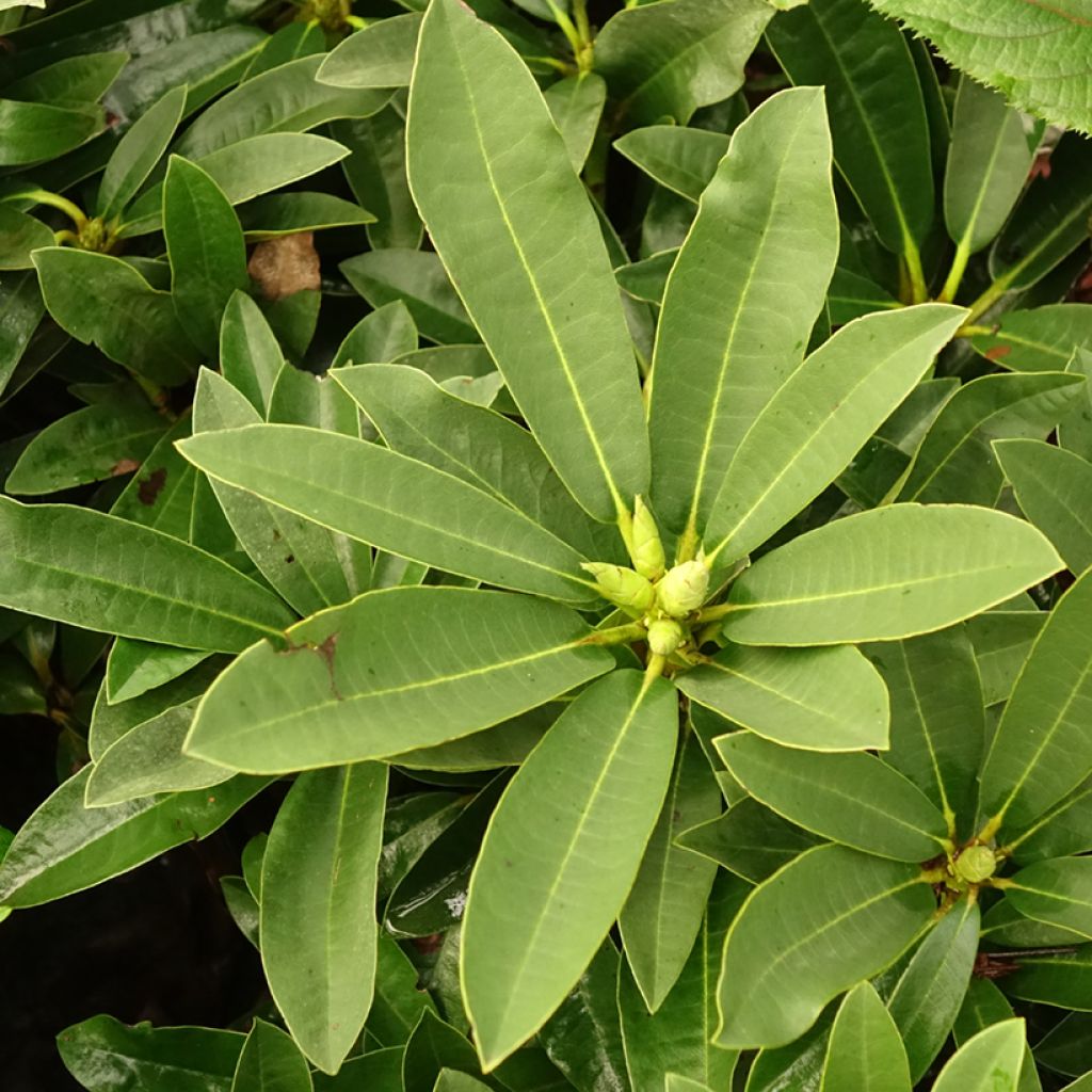 Rhododendron Wilgen's Ruby