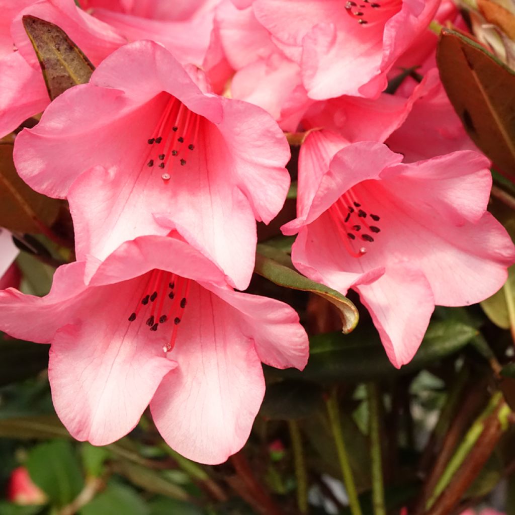 Rhododendron Winsome - Rhododendron nain