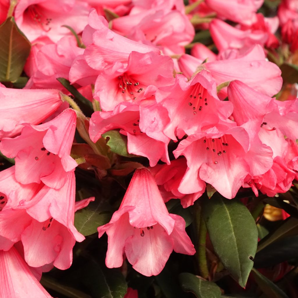 Rhododendron Winsome - Rhododendron nain