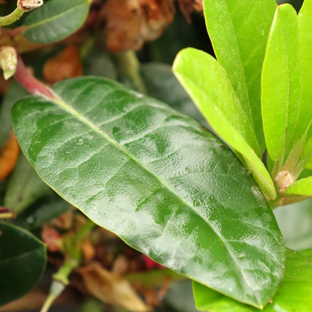 Rhododendron x haematodes Lisetta - Rhododendron nain
