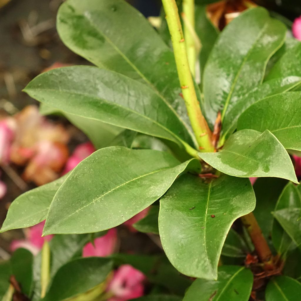 Rhododendron XXL