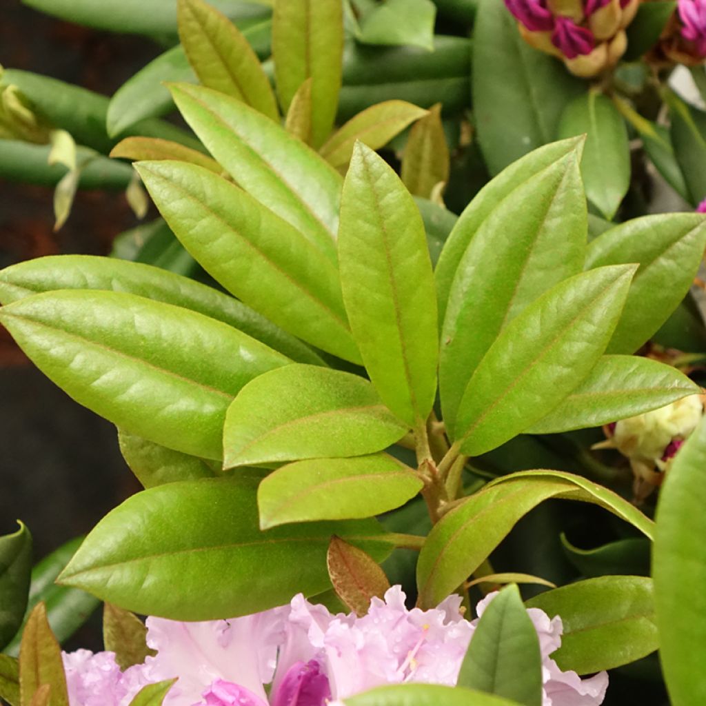 Rhododendron yakushimanum Caroline Allbrook - Rhododendron nain