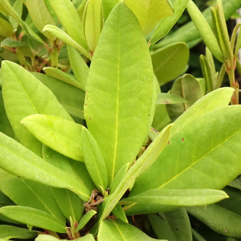 Rhododendron yakushimanum Dopey