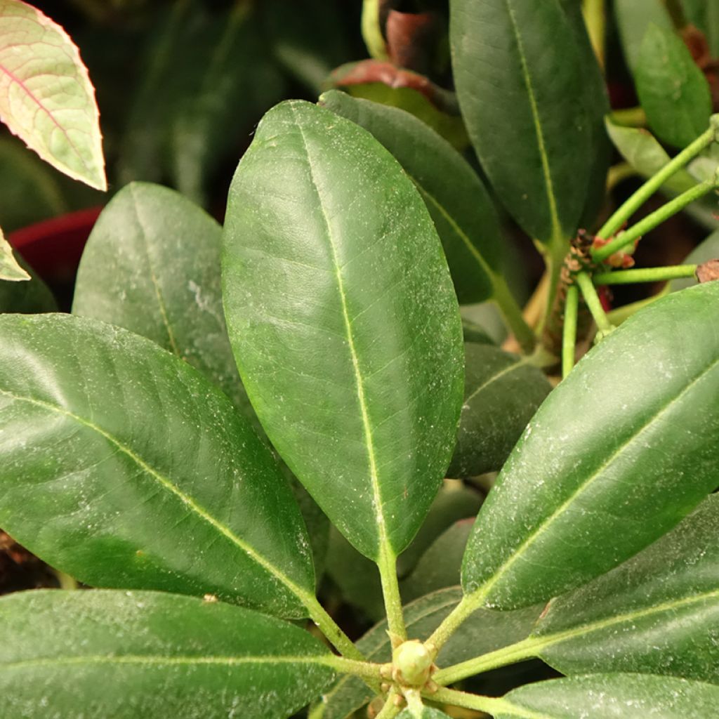 Rhododendron yakushimanum Easydendron Bohlken's Laura