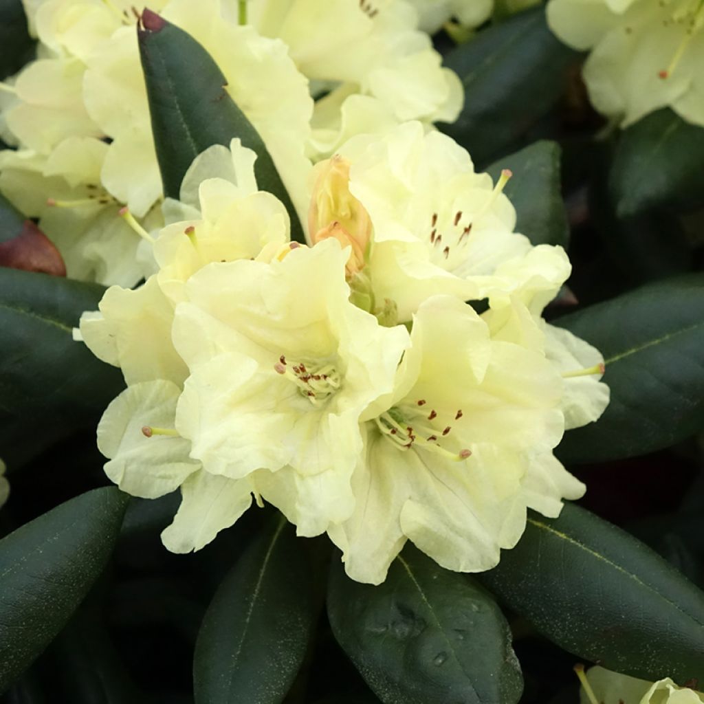 Rhododendron yakushimanum Easydendron Bohlken's Laura