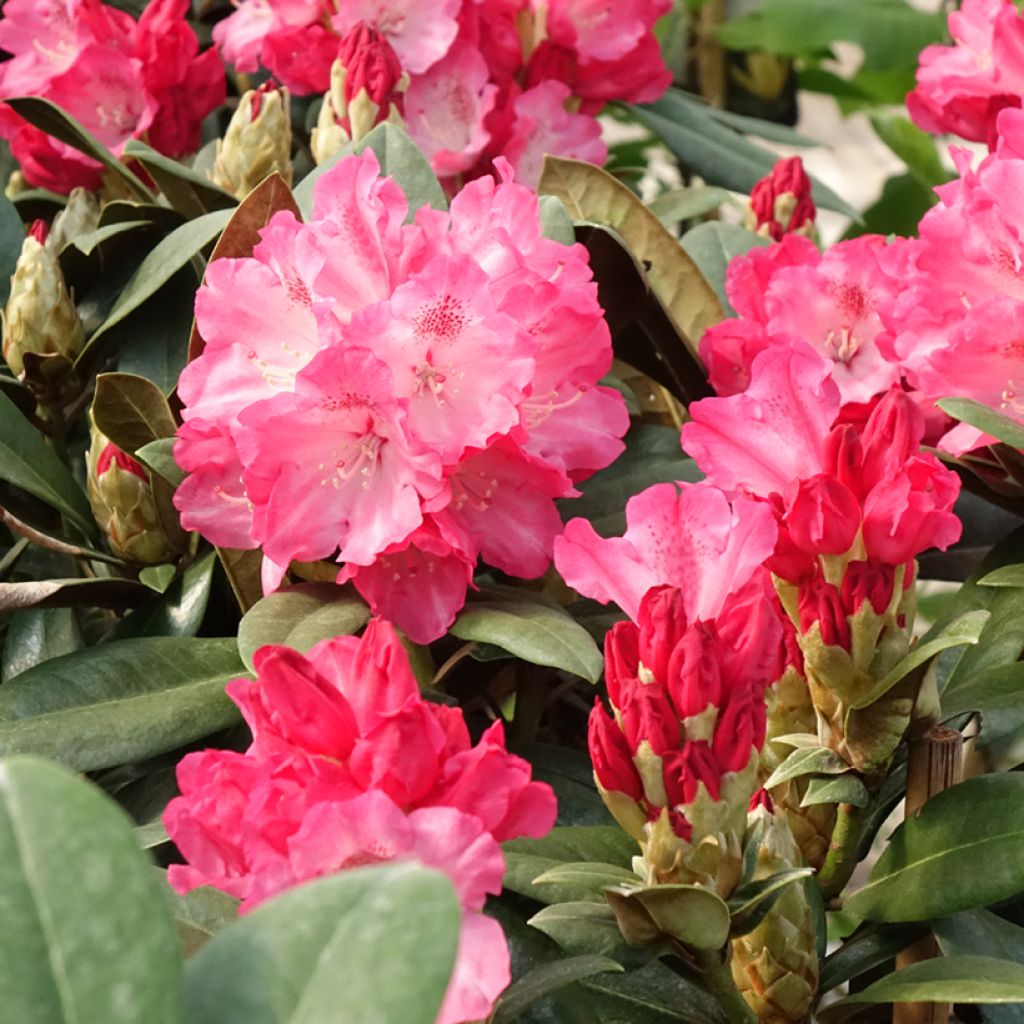 Rhododendron yakushimanum Morgenrot - Rhododendron nain