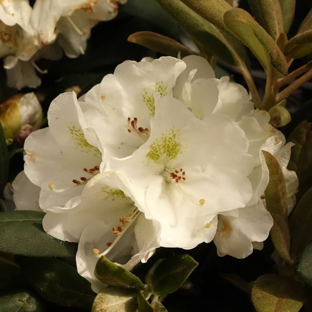 Rhododendron yakushimanum Porzellan - Rhododendron nain