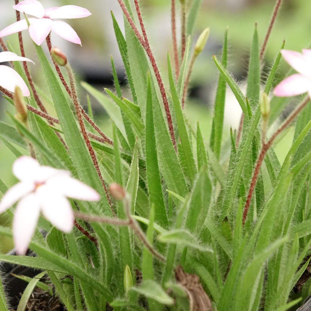 Rhodoxis Fairy Kisses - Rhodohypoxis (x) Hypoxis