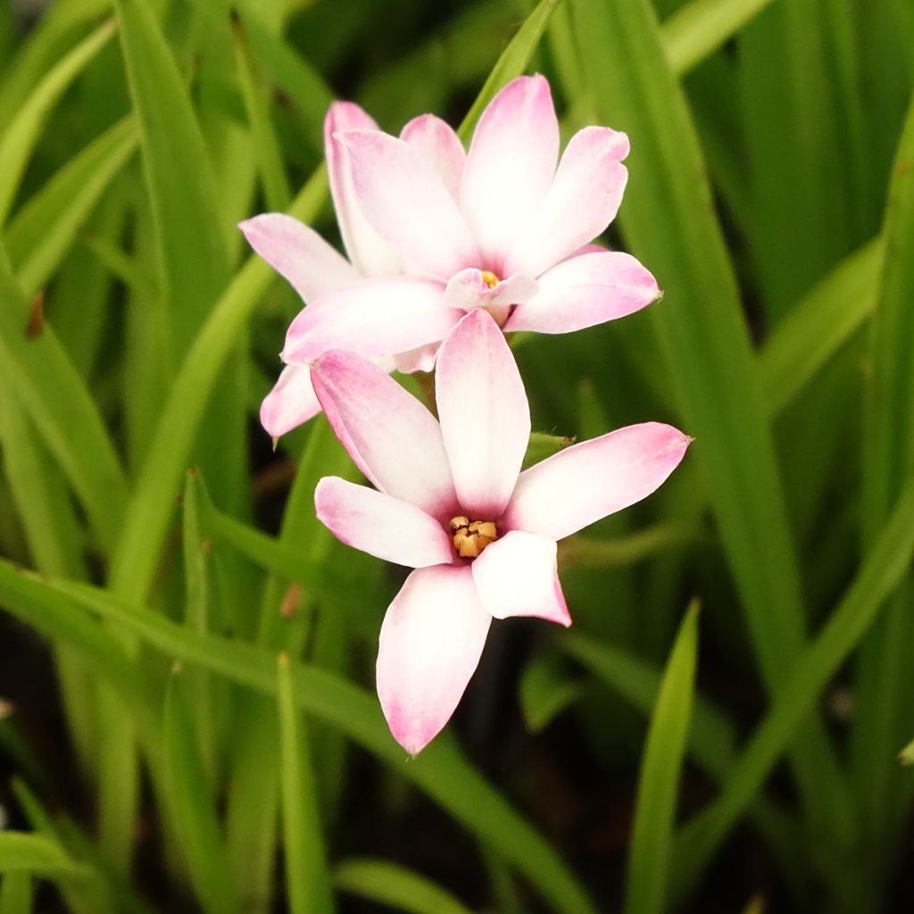 Rhodoxis Summer Stars Peppermint