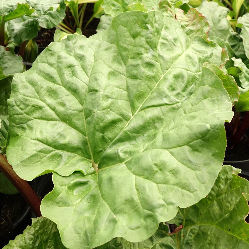 Rhubarbe Early Champagne