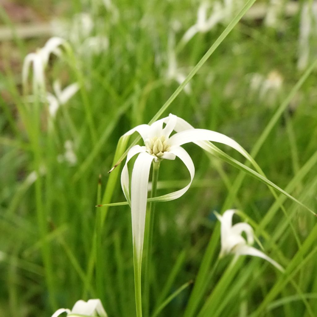 Rhynchospora colorata - Danseuse Etoile 