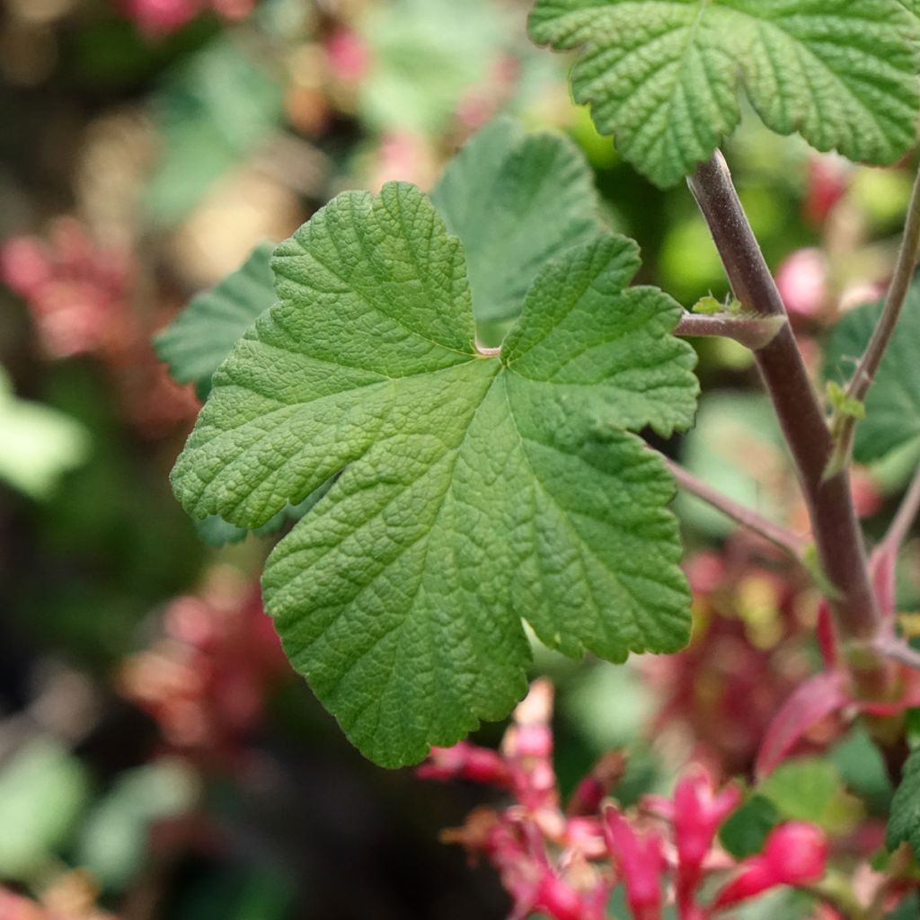 Ribes sanguineum Johannie PinkPomp - Groseillier à fleurs