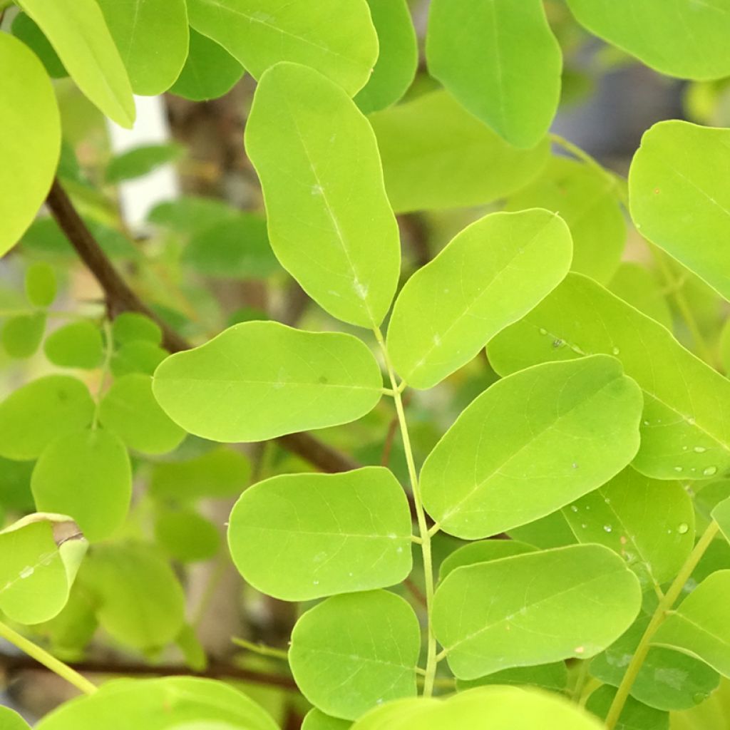 Robinia pseudoacacia Coluteoides - Robinier faux acacia
