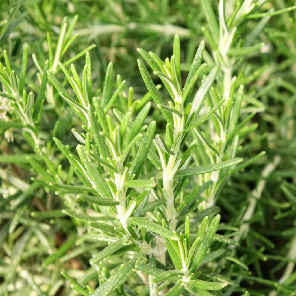 Romarin officinal Bio - Rosmarinus officinalis en plants Bio