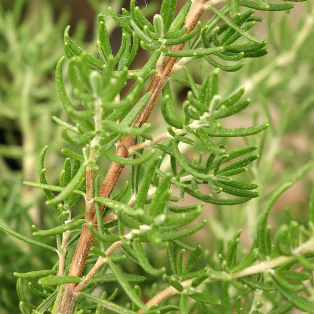 Romarin - Rosmarinus officinalis Majorca Pink 