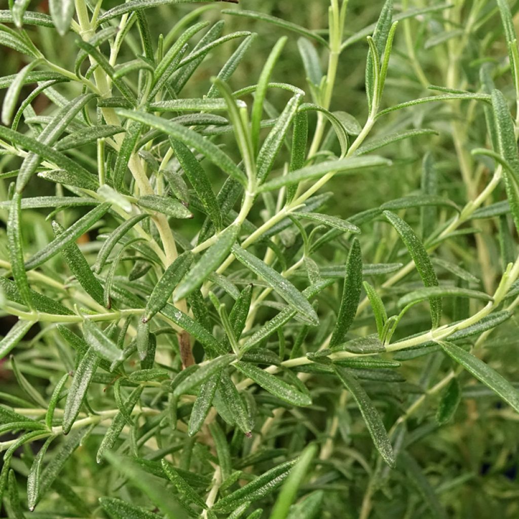 Romarin - Rosmarinus officinalis Tuscan Blue