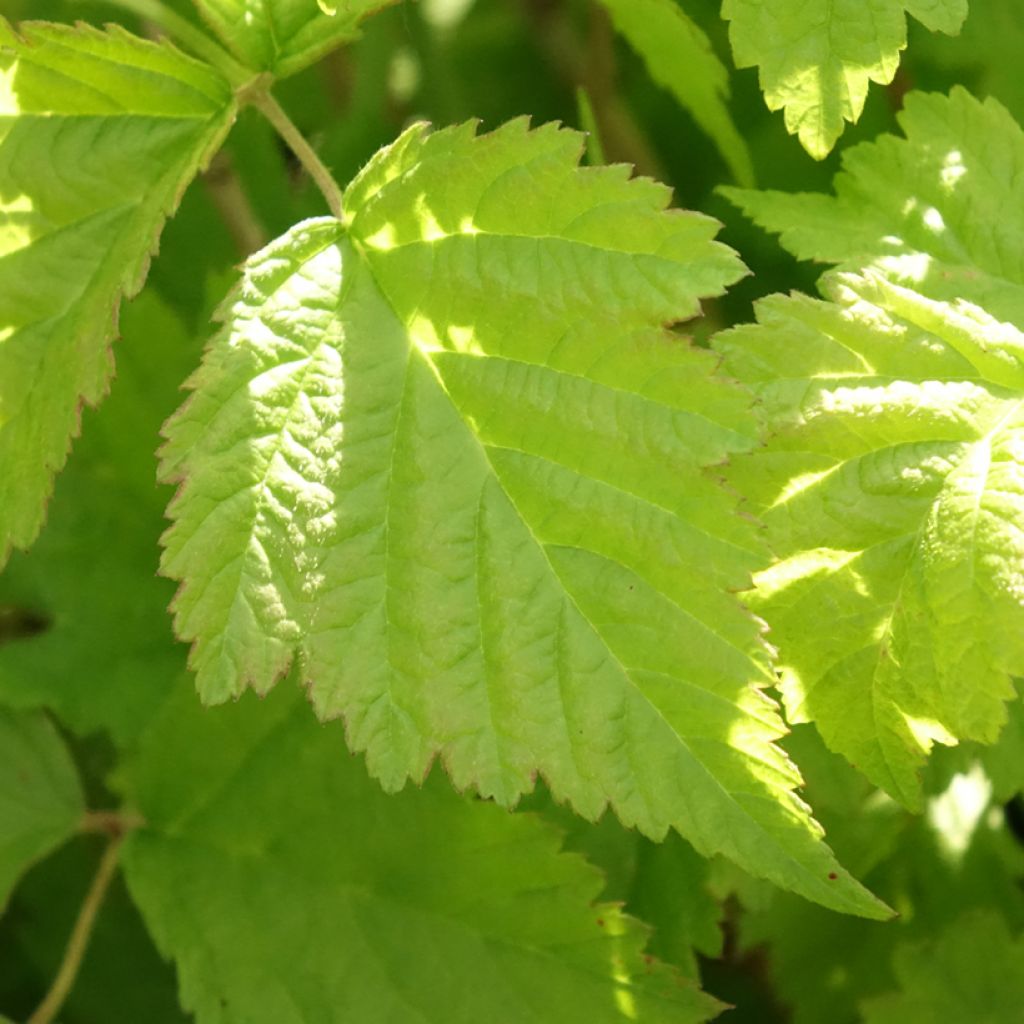 Ronce bleue - Rubus caesius