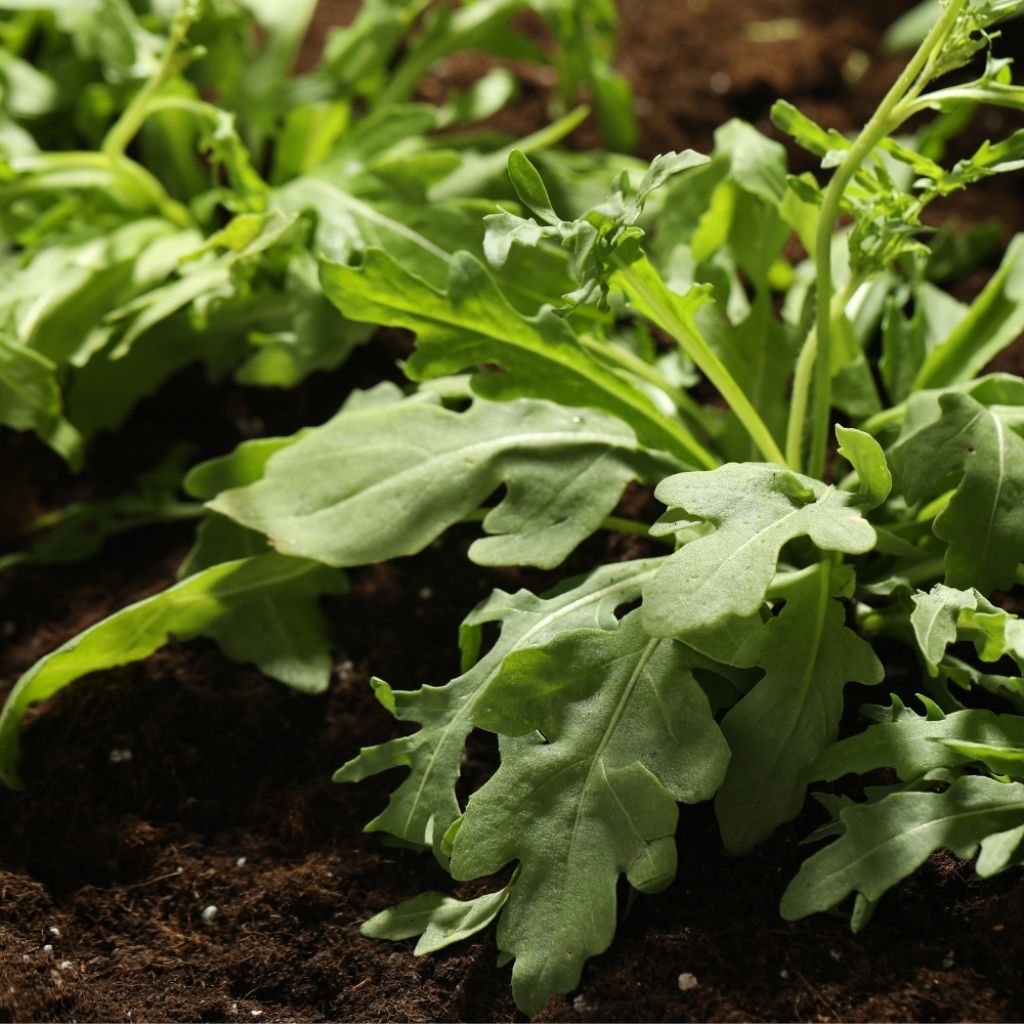 Roquette cultivée - Eruca sativa