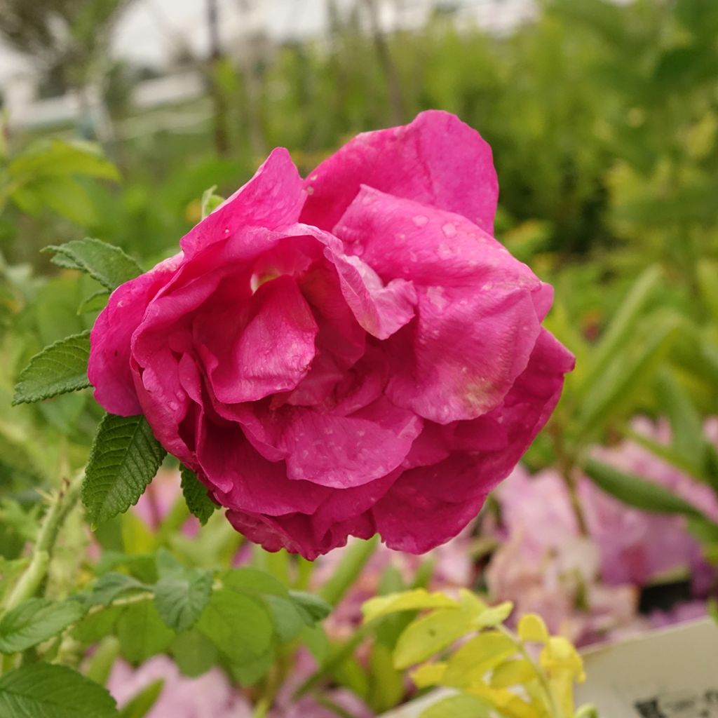 Rosa rugosa Angelia Purple