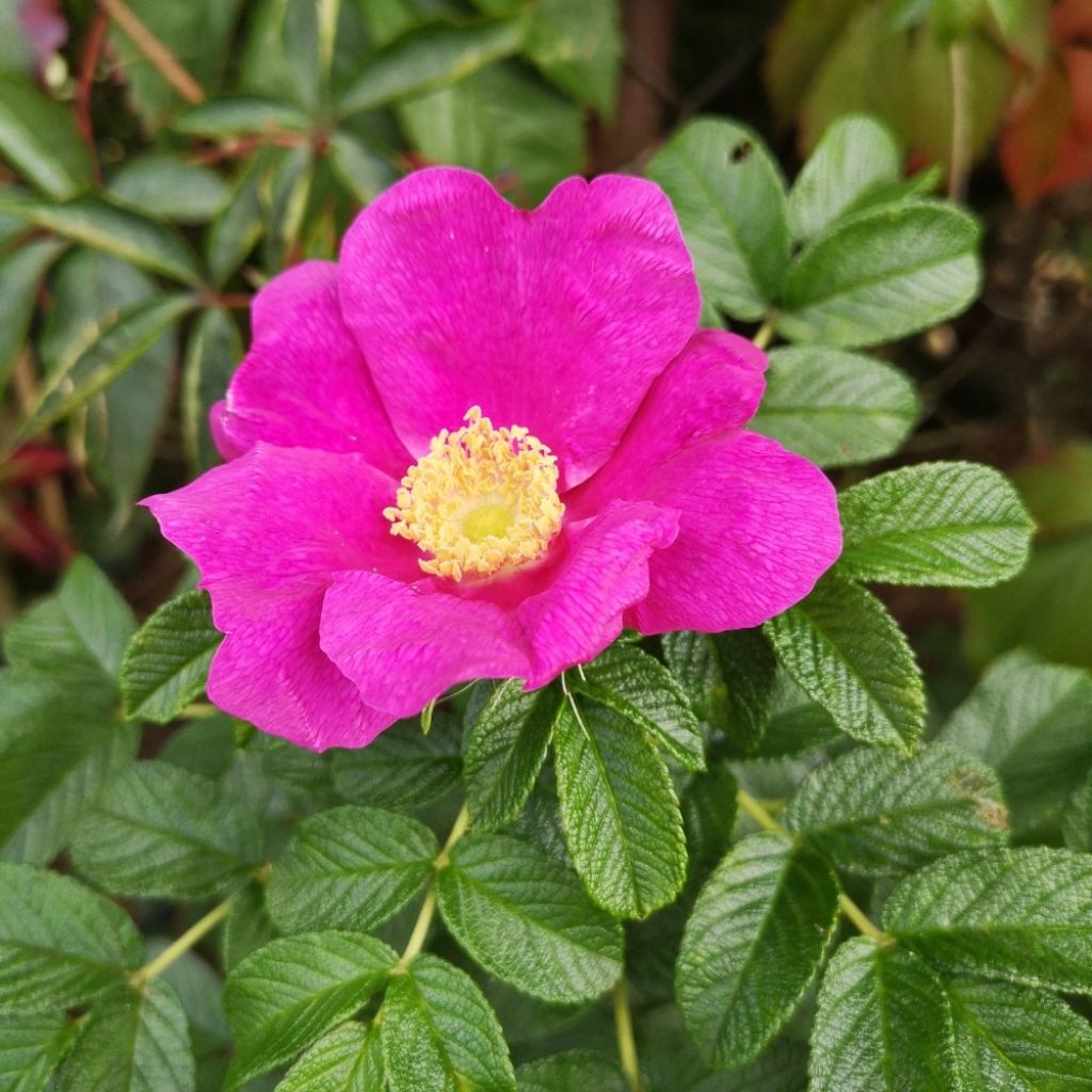 Rosier rugosa Rubra