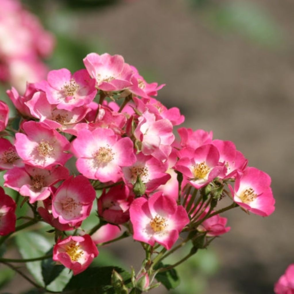 Rosier paysager Rosanatura Bicolore