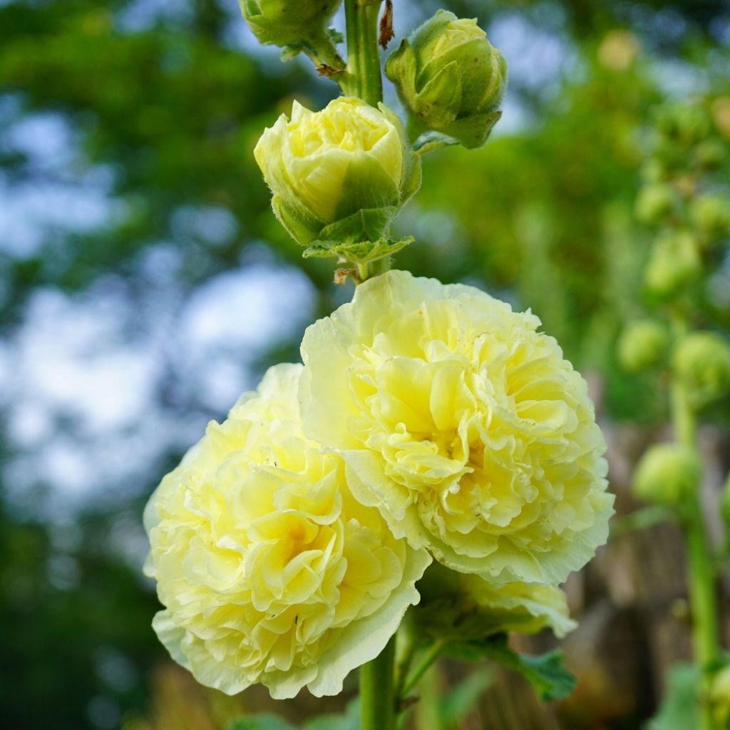 Rose trémière - Alcea rosea Chater's Double Jaune