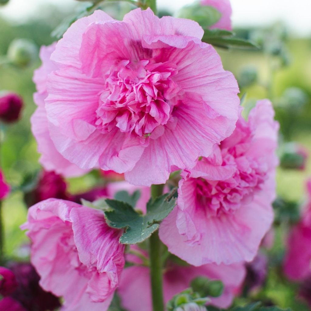 Rose trémière - Alcea rosea Chater's Double Rose