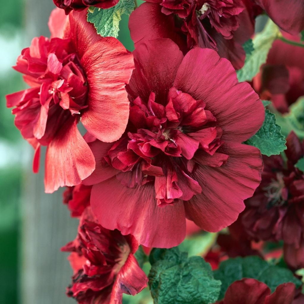 Rose Trémière - Alcea rosea Chater's Double rouge