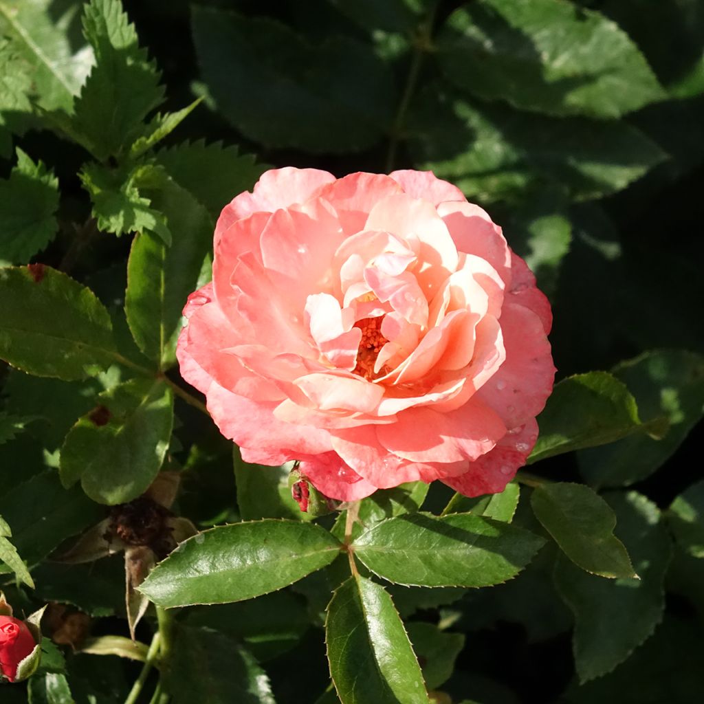 Rosier à fleurs groupées Botticelli