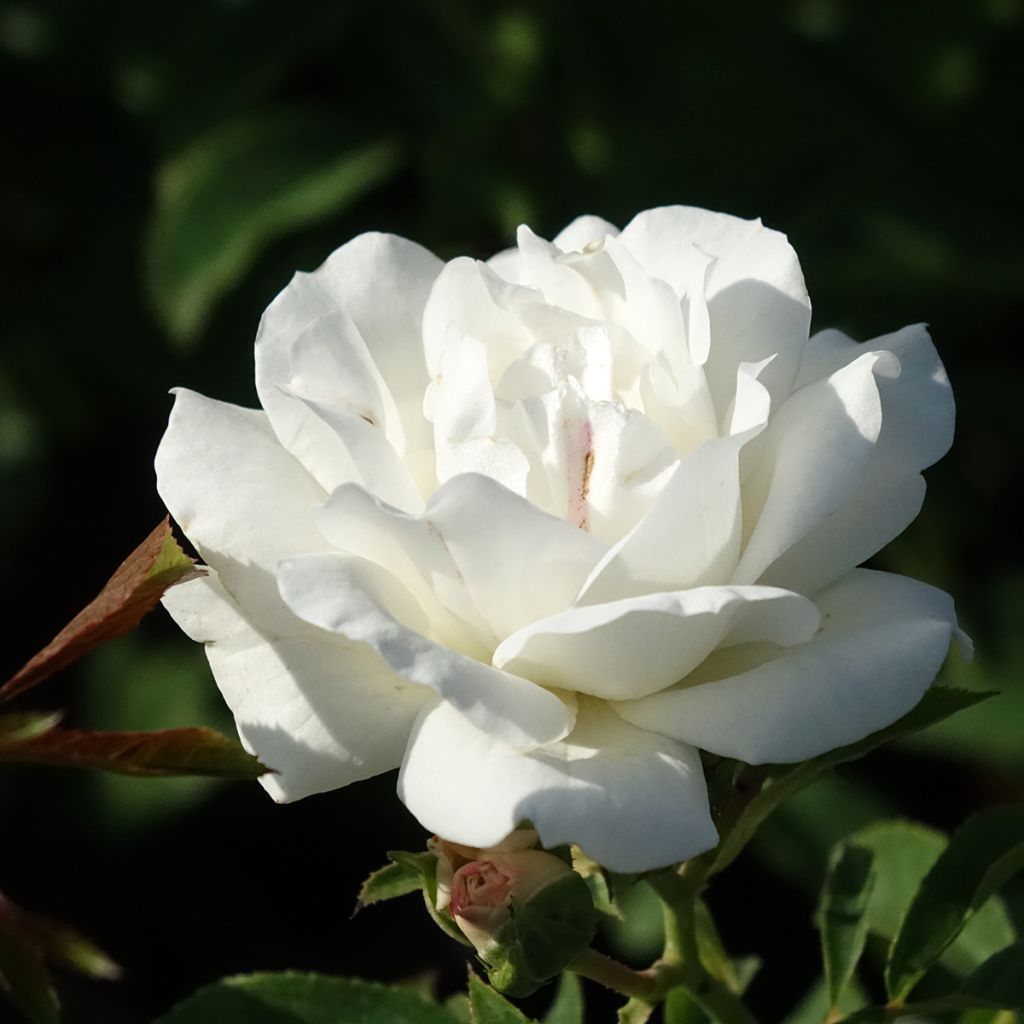 Rosier à fleurs groupées Carte Blanche