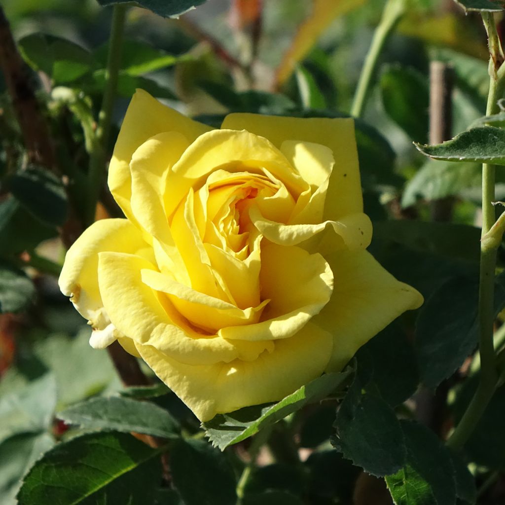 Rosier à fleurs groupées Carte d'Or