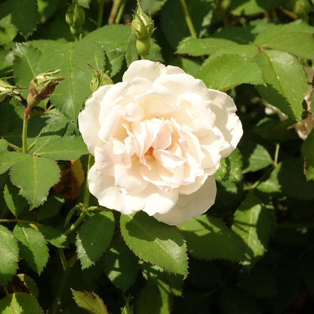 Rosier à fleurs groupées Crème Chantilly