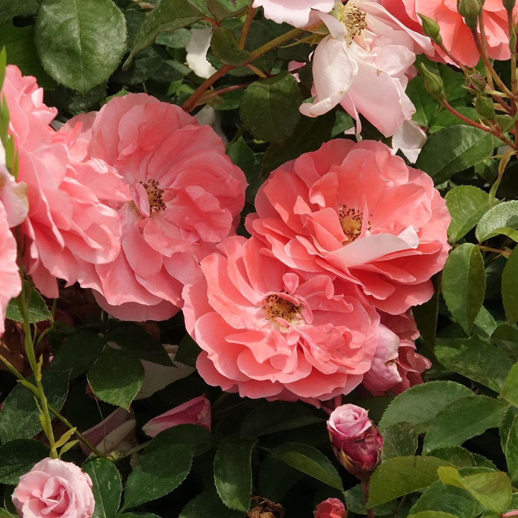 Rosier à fleurs groupées Favorite