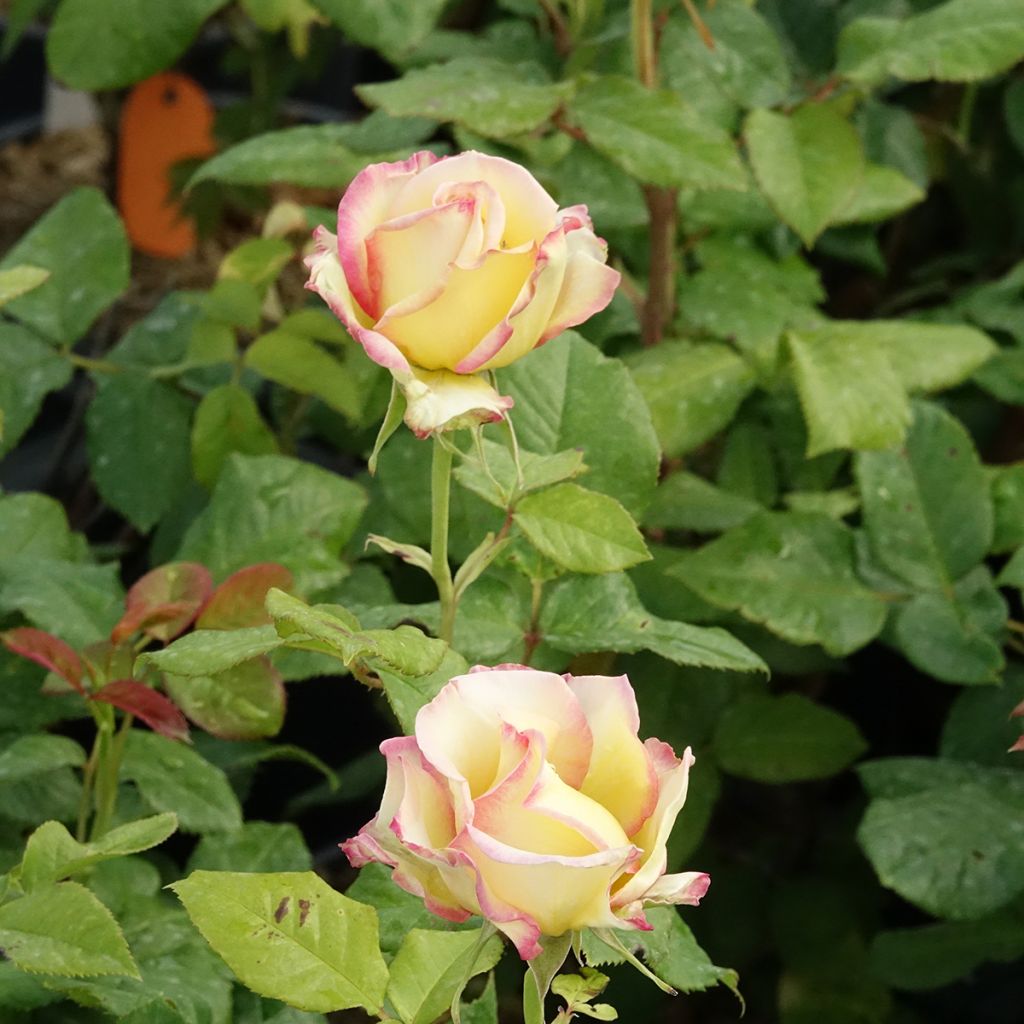 Rosier à fleurs groupées Flame Origami