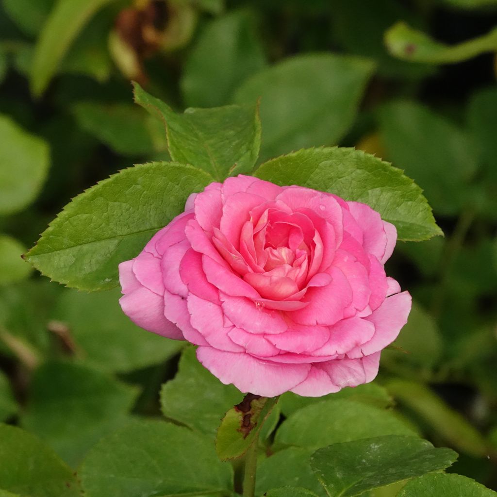 Rosier à fleurs groupées Folle Courtisane