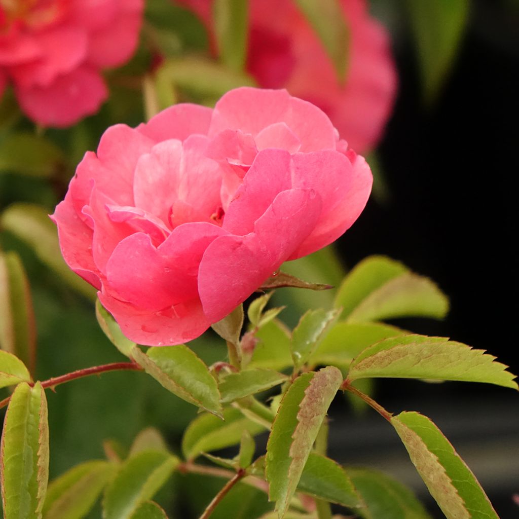 Rosier à fleurs groupées Folle Framboise