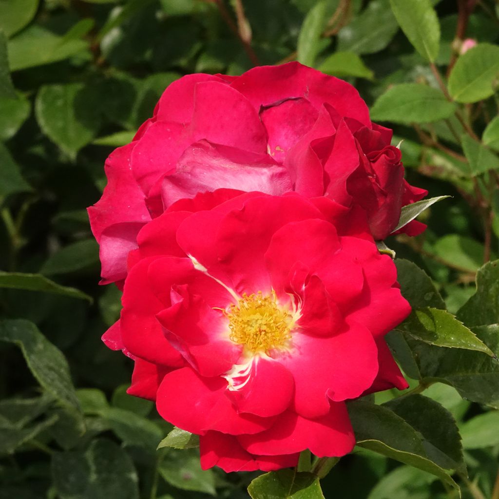 Rosier à fleurs groupées Garance