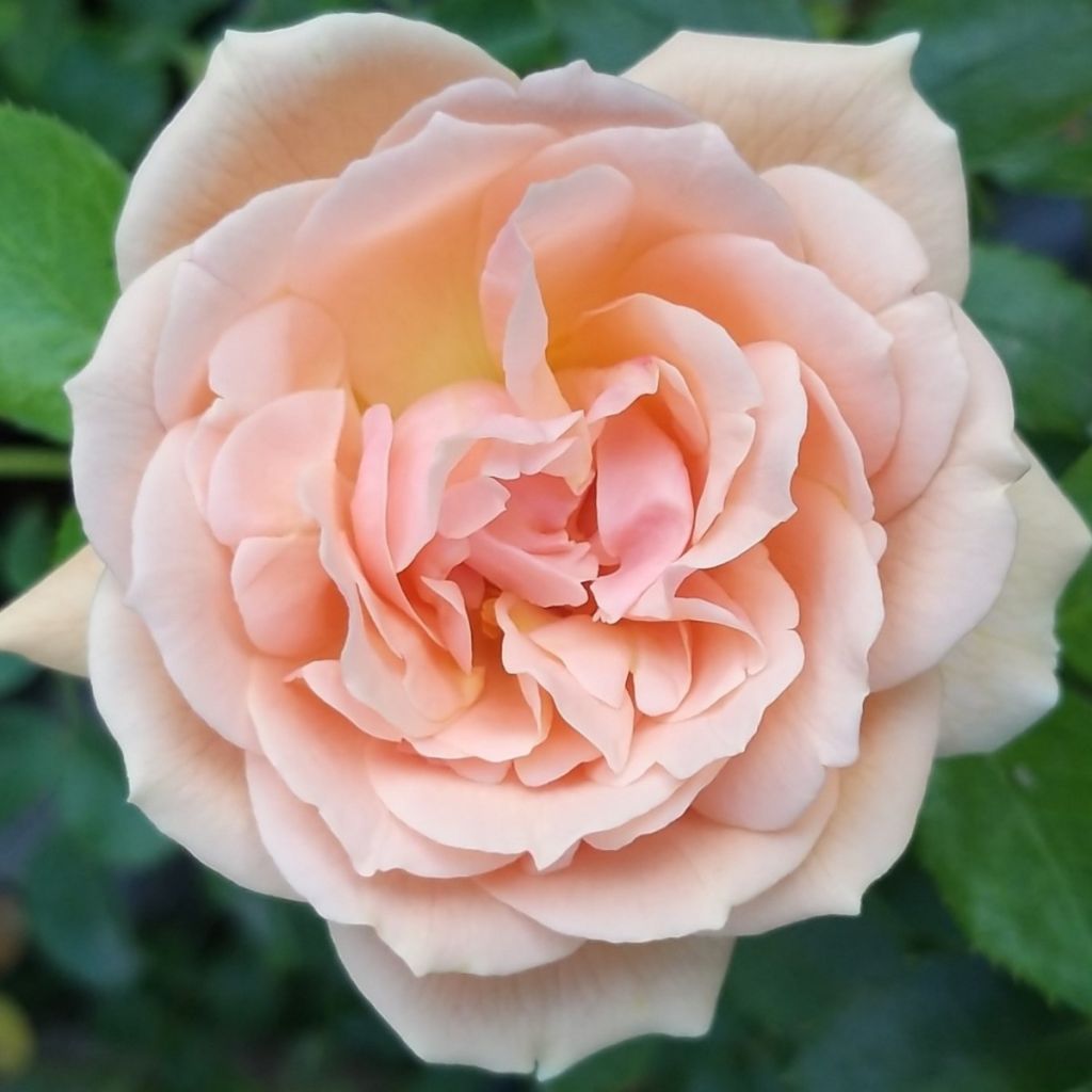 Rosier à fleurs groupées Garden of Roses - Joie de Vivre