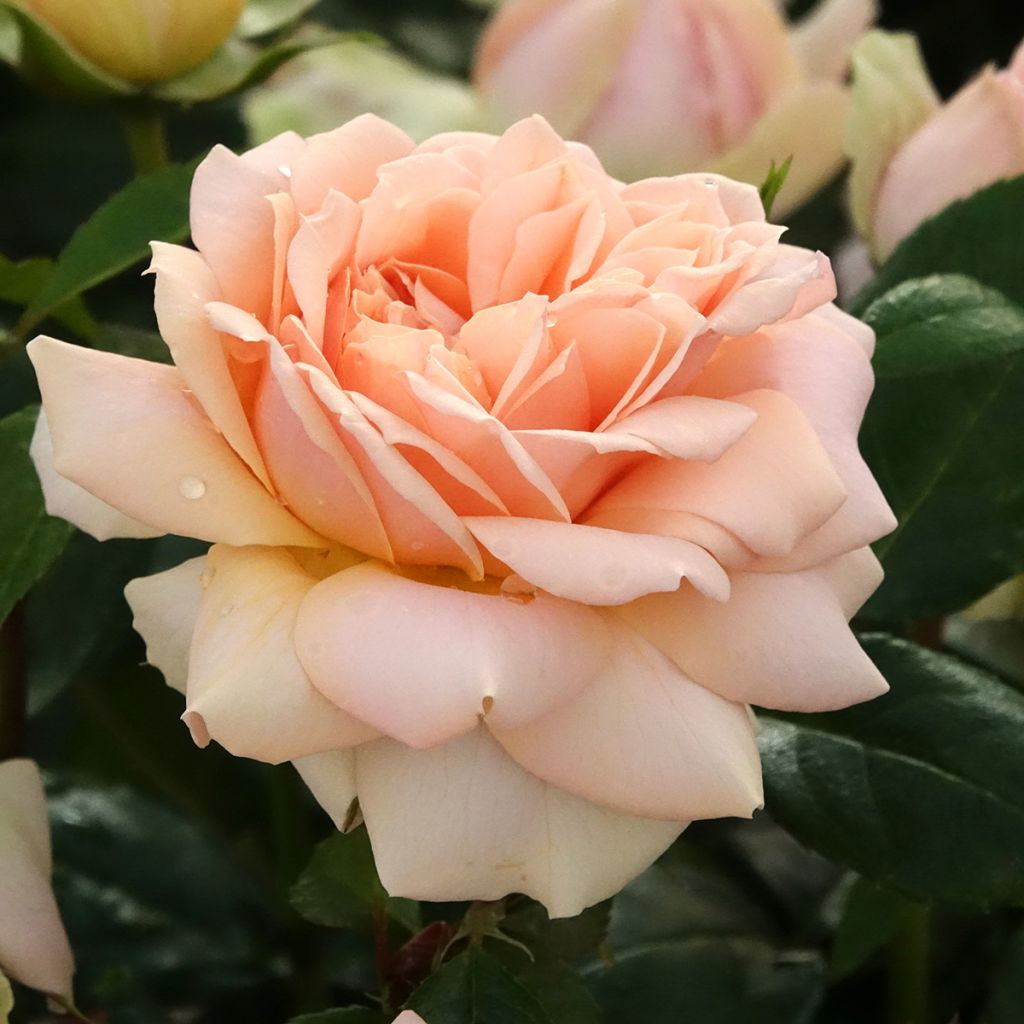 Rosier à fleurs groupées Garden of Roses - Joie de Vivre