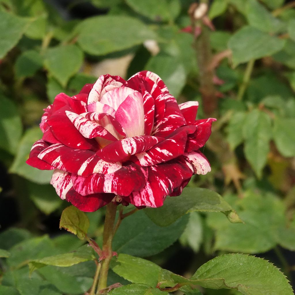Rosier à fleurs groupées Julio Iglesias Meistemon